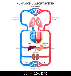 Disegno piatto sistema circolatorio illustrazione infografica Vector Illustrazione Vettoriale