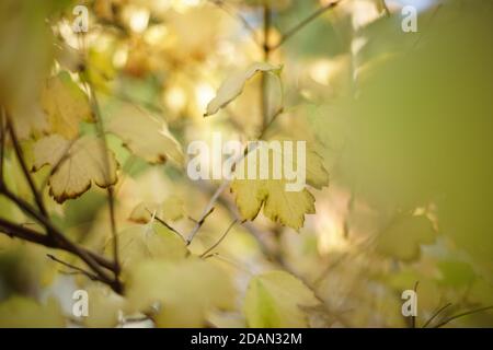 Autumnal rowan cespuglio con foglie gialle secche su un soleggiato giorno Foto Stock