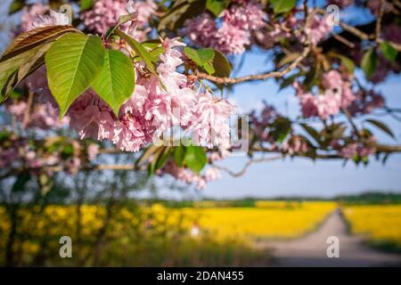 Fioritura di ciliegio in primavera Foto Stock