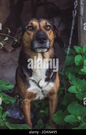 Bel ritratto di un cane di razza mista di campagna. Foto Stock