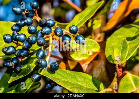 Cornus sanguinea coltivato nei pressi dei vigneti della Valpolicella. Foto Stock