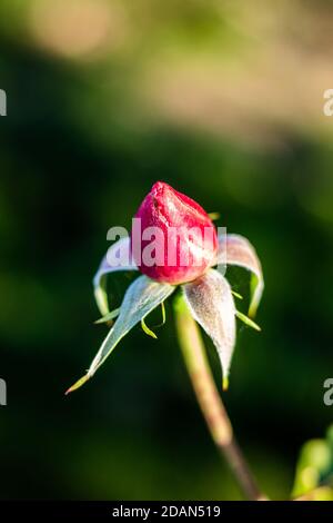 Rose piantate nei pressi di un vigneto in Valpolicella. Foto Stock