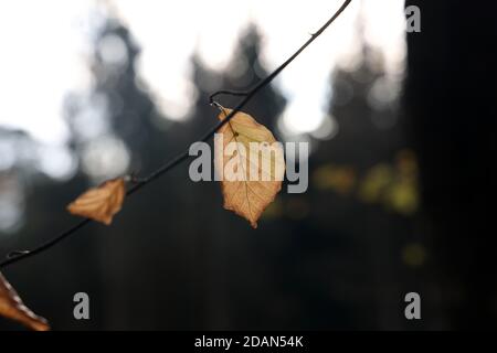 Fuoco selettivo di foglie di autunno brillanti su rami di albero Foto Stock