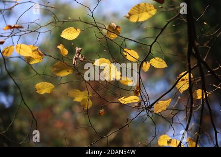 Fuoco selettivo di foglie di autunno brillanti su rami di albero Foto Stock