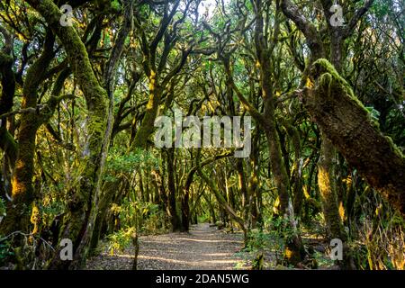 La foresta di Laurel a Gomera Foto Stock