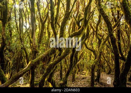 La foresta di Laurel a Gomera Foto Stock