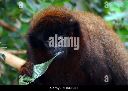 La scimmia rossa di Titi conosciuta anche come titi coppery (Plecturocebus cutreus anche Callicebus cutreus) un tipo di primate del nuovo mondo in via di estinzione dal Sud America. Foto Stock