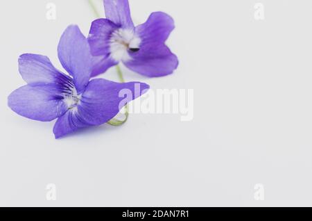 Primo piano di un fiore viola alpino su sfondo bianco con spazio per il testo Foto Stock