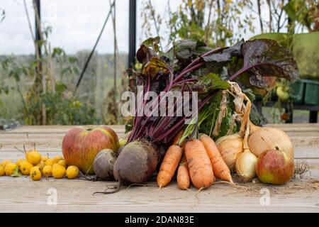 Una raccolta di verdure biologiche fresche su un tavolo in la serra Foto Stock