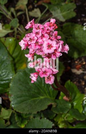 Begonia Eden’s Magic Giant primo piano giardino naturale fiore di piante verticale Foto Stock