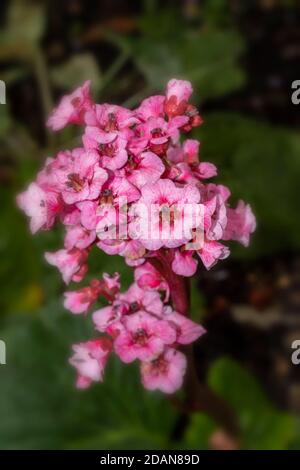 Begonia Eden’s Magic Giant primo piano giardino naturale fiore di piante verticale Foto Stock