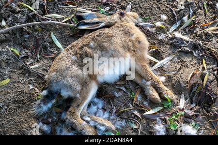 Coniglio morto sta posando sulla terra Foto Stock