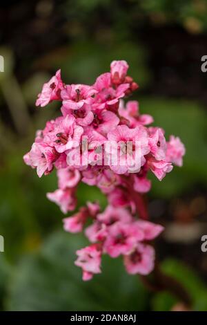 Begonia Eden’s Magic Giant primo piano giardino naturale fiore di piante verticale Foto Stock