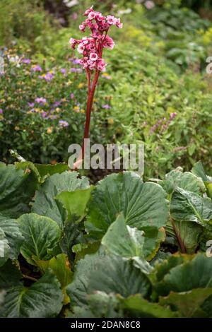 Begonia Eden’s Magic Giant primo piano giardino naturale fiore di piante verticale Foto Stock