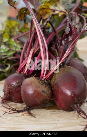 Barbabietola appena raccolta. Rosso e biologico Foto Stock