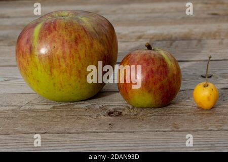 Tre mele su un tavolo di legno, due da cucina e un granchio Foto Stock