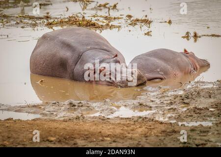 Ippopotami (Hippopotamus anfibio) rilassarsi accanto all'acqua durante il giorno, Queen Elizabeth National Park, Uganda. Foto Stock
