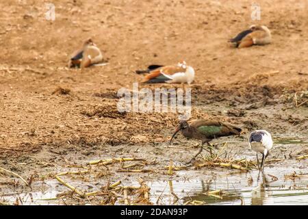 Hadada ibis (Bostrychia hagedash), chiamato anche hadeda e l'ibis sacro africano (Threskiornis aethiopicus), Queen Elizabeth National Park, Uganda. Foto Stock