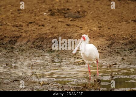 African spoonbill (Platalea alba) che invecchia in acque poco profonde, Queen Elizabeth National Park, Uganda. Foto Stock