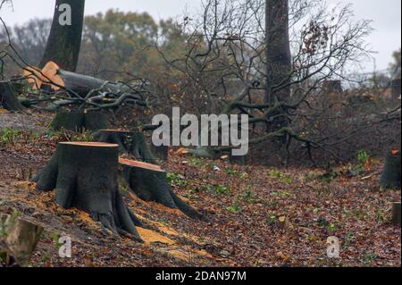 Aylesbury vale, Buckinghamshire, Regno Unito. 14 novembre 2020. In scene che ricordano una zona di guerra, antico bosco Grim's Ditch è stato tagliato da HS2. Il contentissimo collegamento ferroviario ad alta velocità HS2 mette a rischio 108 boschi antichi, 33 SSSI e 693 siti di fauna selvatica. Credit: Maureen McLean/Alamy Live News Foto Stock