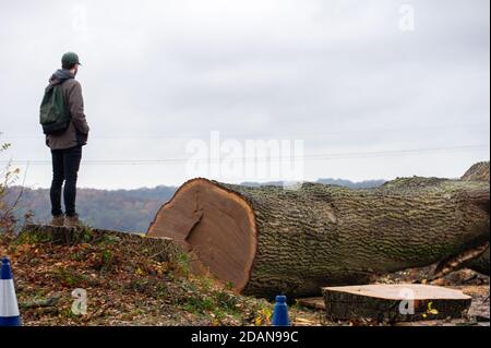 Aylesbury vale, Buckinghamshire, Regno Unito. 14 novembre 2020. Un fotografo locale della natura è molto sconvolto per vedere che HS2 ha distrutto un enorme vecchio albero di quercia ieri che si ritiene di avere più di 300 anni. È stato ridotto per consentire l'accesso degli autocarri a un sito temporaneo per HS2. In scene che ricordano una zona di guerra, vicino antico bosco Grim's Ditch è stato tagliato anche da HS2. Il contentissimo collegamento ferroviario ad alta velocità HS2 mette a rischio 108 boschi antichi, 33 SSSI e 693 siti di fauna selvatica. Credit: Maureen McLean/Alamy Live News Foto Stock