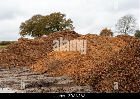 Aylesbury vale, Buckinghamshire, Regno Unito. 14 novembre 2020. Un antico bosco è trasformato in trucioli di legno da HS2. In scene che ricordano una zona di guerra, antico bosco Grim's Ditch è stato tagliato da HS2. Il contentissimo collegamento ferroviario ad alta velocità HS2 mette a rischio 108 boschi antichi, 33 SSSI e 693 siti di fauna selvatica. Credit: Maureen McLean/Alamy Live News Foto Stock