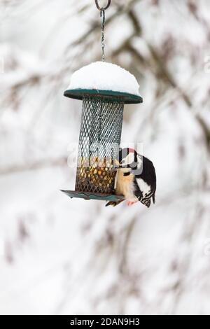 Gli alimentatori di uccelli in inverno con un Picchio rosso maggiore Foto Stock