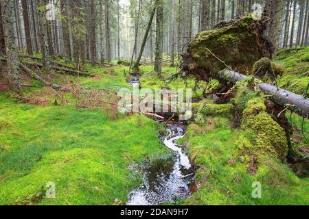 Alberi caduti nella foresta da un torrente Foto Stock