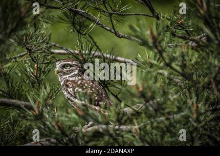 Athene Noctua aka Little Owl Foto Stock