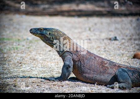 la lucertola di komodo che guarda la sua preda Foto Stock