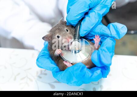 Le mani in guanti medici blu tengono un mouse grigio o un criceto. Un medico ascolta un topo con uno stetoscopio. Medicina veterinaria, ricerca, diagnostica Foto Stock