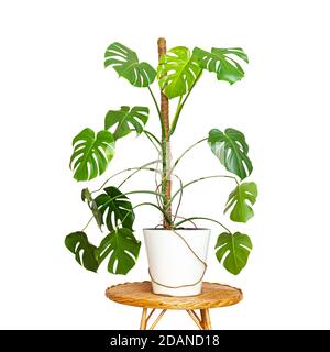 Su una tavola rotonda di vimini vicino ad una tenda rosa è un bel fiore monstera in una pentola isolata su uno sfondo bianco. Monstera deliziosa o formaggio svizzero Foto Stock