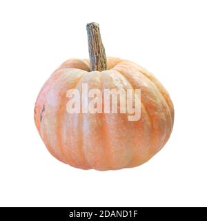 Zucca arancione matura e grande isolata su sfondo bianco. Halloween, Ringraziamento. Cultura vegetale, prodotti agricoli, raccolto, agricoltura. Foto Stock