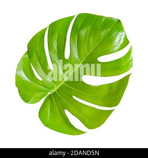 Foglia verde di monstera isolata su sfondo bianco. Pianta tropicale. Foto Stock