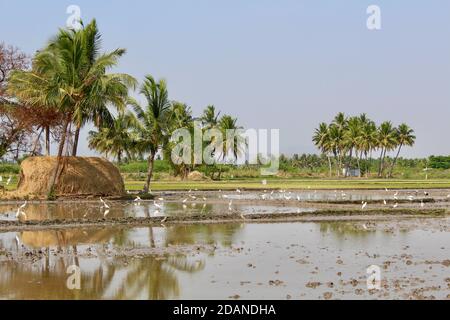 Campi di riso con garzette e palme in Tamil Nadu, India. Foto Stock