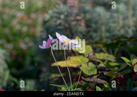 (Anemone Hybrida elegans) Anemone giapponese utilizzando la messa a fuoco selettiva. Foto Stock