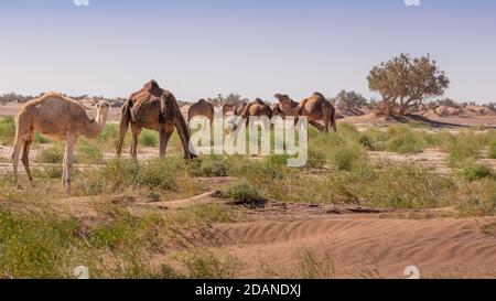 Mandria di cammelli a El Gouera, alle porte del Sahara. Marocco. Concetto di fauna selvatica Foto Stock