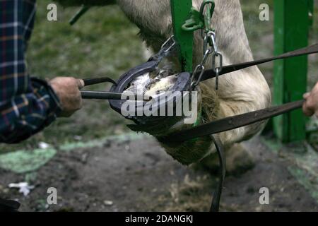 Fabbro SHODING UN CAVALLO PERCHERON, branding in rosso di un ferro da stiro caldo sullo zoccolo, NORMANDIA Foto Stock