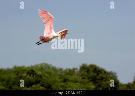 ROSEATTE spatola platalea ajaja, adulti in volo, LOS LIANOS IN VENEZUELA Foto Stock