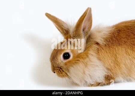 RED Dwarf Rabbit contro uno sfondo bianco Foto Stock