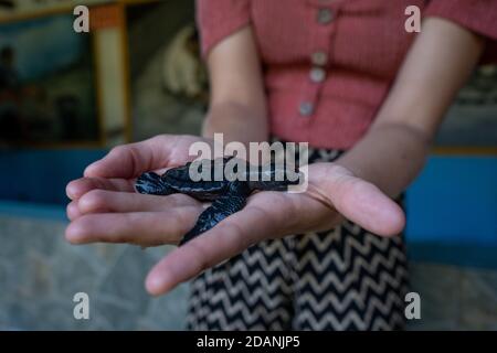 tartaruga del bambino nelle mani di una donna Foto Stock