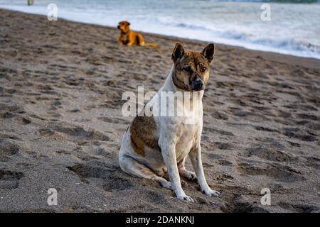 Dog sitter su una spiaggia Foto Stock