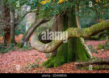 Grande ramo curvo e ritorto su un albero maturo Foto Stock