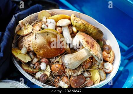 Funghi Boletus sporchi e non pelati in secchio di plastica. Raccolta di funghi selvatici nella foresta d'autunno. Nome di famiglia Boletaceae, nome scientifico Boletus edulis Foto Stock