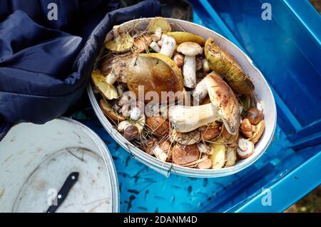 Funghi Boletus sporchi e non pelati in secchio di plastica. Raccolta di funghi selvatici nella foresta d'autunno. Nome di famiglia Boletaceae, nome scientifico Boletus edulis Foto Stock
