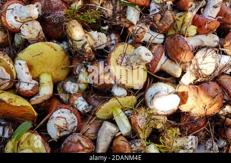 Funghi Suillus sporchi e non pelati in secchio. Raccolta di funghi selvatici nella foresta d'autunno. Nome di famiglia Boletaceae, nome scientifico Suillus. Vista dall'alto Foto Stock