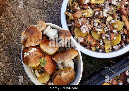 Funghi Boletus e Suillus sporchi e non pelati in secchio. Raccolta di funghi selvatici nella foresta d'autunno. Vista dall'alto Foto Stock