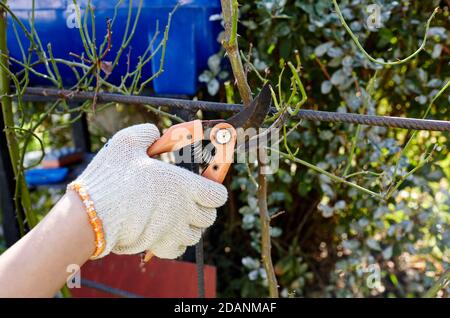 Donna giardinaggio in cortile. Mani donne con secateurs che tagliano i fiori selvaggi su cespuglio di rose. Foto Stock