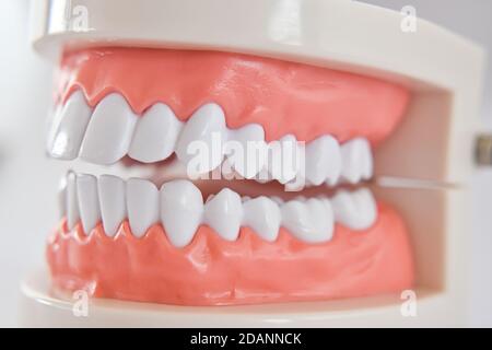 Primo piano dei denti modello di mascella umana acrilica per lo studio dell'igiene orale. Foto Stock