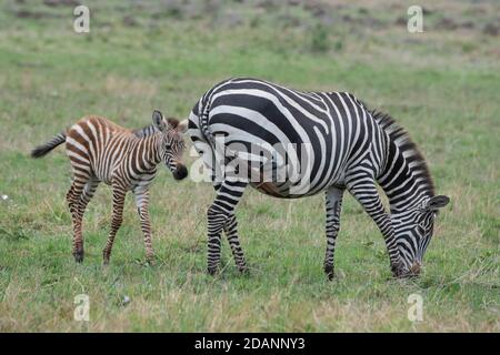 Africa, Kenya, Serengeti Settentrionali, Maasai Mara. Pianura zebra aka comune o zebra di Burchell (SELVAGGIO: Equus burchellii) mare e nuovo nemico. Foto Stock